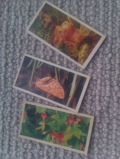 Woodland Wildlife. Brooke Bond Oxo 1980 series.