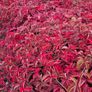Virginia Creeper Two Euros Image 2