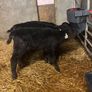 Hereford and Angus calves Image 5