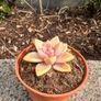 plant Image 2