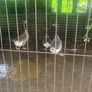 3 geese and a gander for sale Image 4
