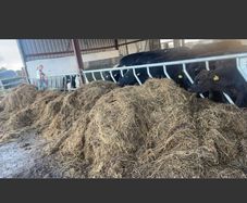 3 or 4 bay dry bedded shed