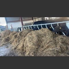 3 or 4 bay dry bedded shed