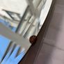 Vintage Round Bevelled Mirror Image 6