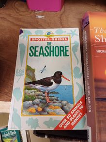 Sea Shore Birds