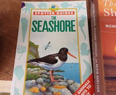 Sea Shore Birds