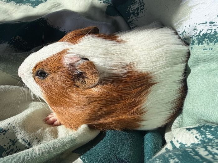 guinea pig