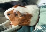guinea pig