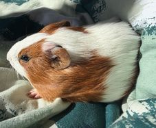 guinea pig