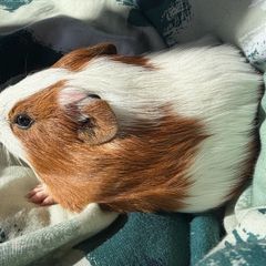 guinea pig
