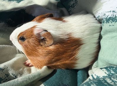 guinea pig