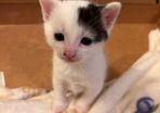 kitten