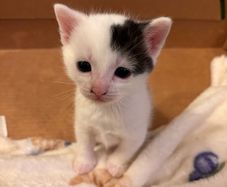 kitten