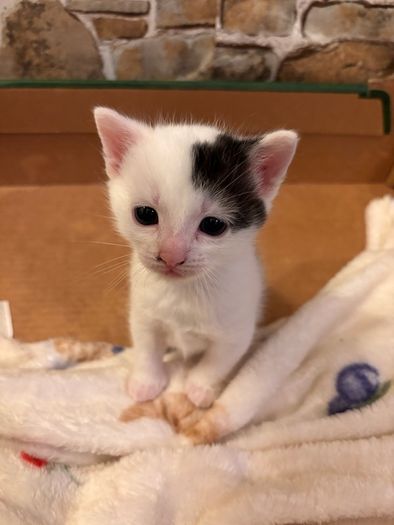 kitten