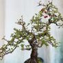 Bonsai Image 5