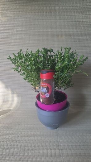 Boronia