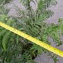 Tree Fern Dicksonia Image 6