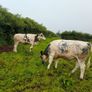 Calves Image 4