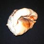 Large red helmet conch shell Image 2