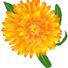 yellowmarigold123