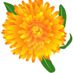 yellowmarigold123