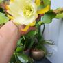 Epiphyllum Cacti. Beautiful rare cactus. Image 5