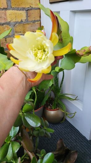 Epiphyllum Cacti. Beautiful rare cactus.