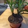 Spider plant Image 3