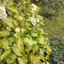 Camellia Japonica White Image 3