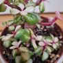 Portulacaria afra / Elephant Bush plant Image 3