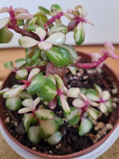 Portulacaria afra / Elephant Bush plant