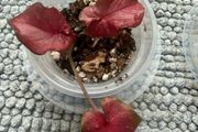 Caladium each 10 Euro