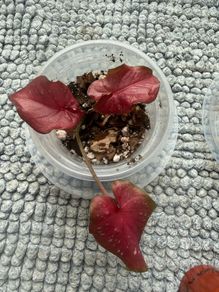 Caladium each 10 Euro