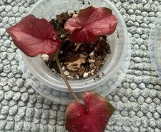 Caladium each 10 Euro