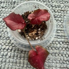 Caladium each 10 Euro