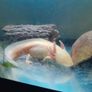 Axolotl X 2 , 200 litre tank and stand Image 3