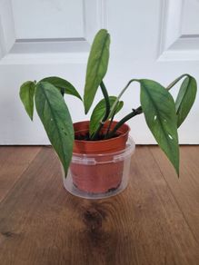 Cebu blue plant