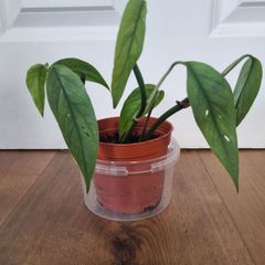 Cebu blue plant