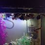 A few fish for adoption guppies and a few other fish Image 4