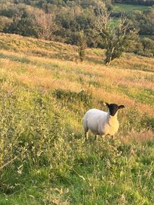 Sheep for sale