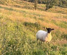 Sheep for sale
