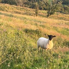 Sheep for sale