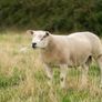 Rams Image 3