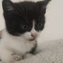 kittens Free to good homes Image 5