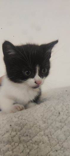 kittens Free to good homes