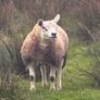 Pedigree Hogg/Lamb Rams for sale Image 3