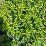 Portuguese Laurel Image 2