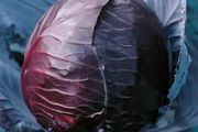 (C) Cabbage Red Koda seeds 1g (180269)