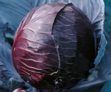(C) Cabbage Red Koda seeds 1g (180269)