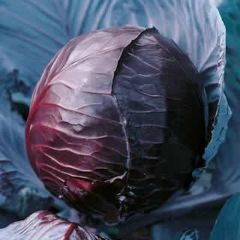 (C) Cabbage Red Koda seeds 1g (180269)